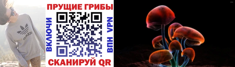 Купить закладки  Белоозёрский  Галлюциногенные грибы GOLDEN TEACHER 